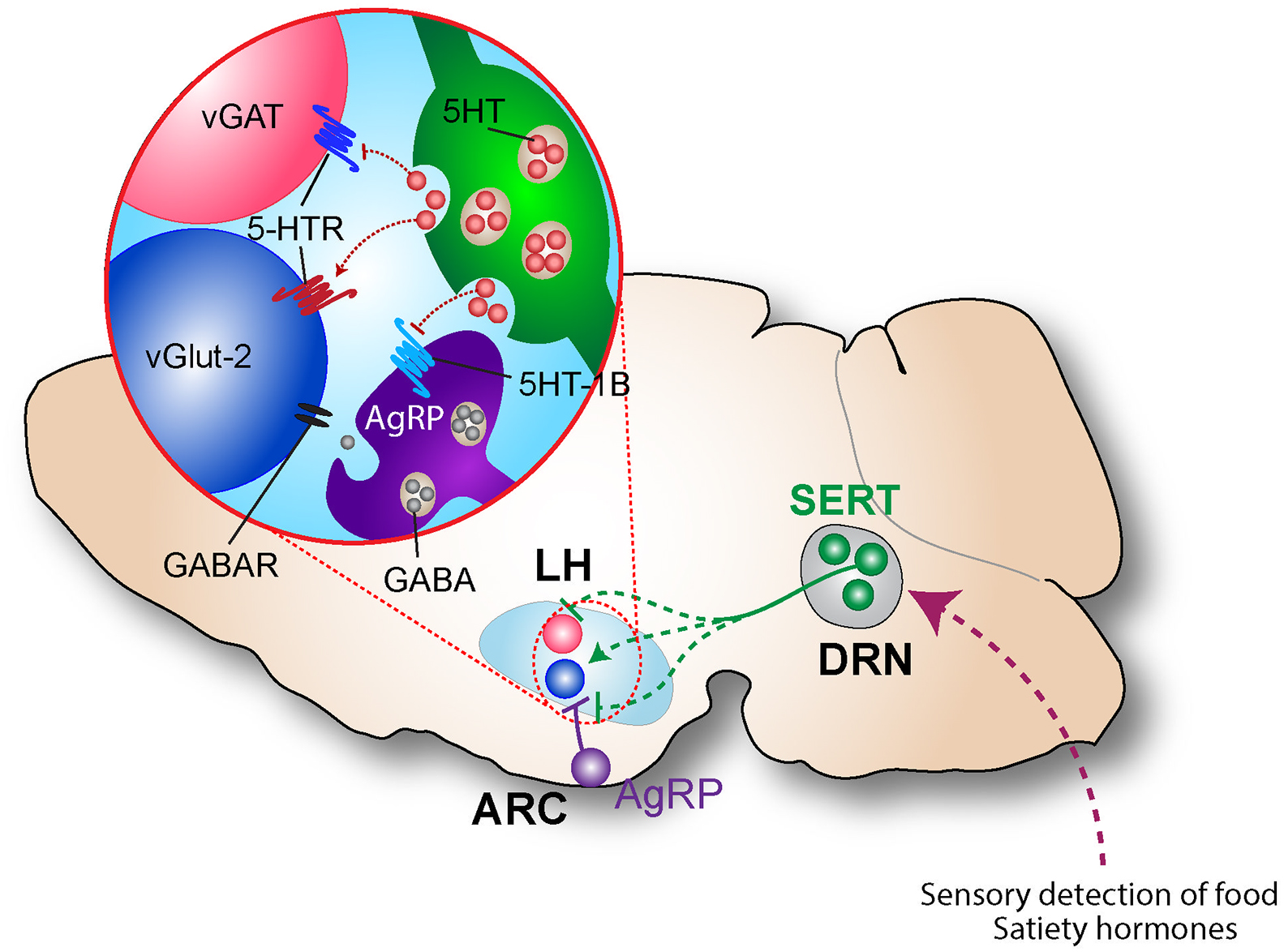 Serotonin Summary